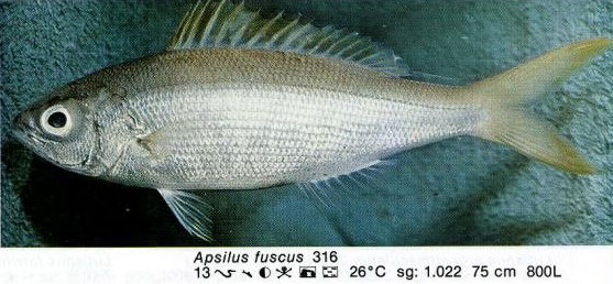 Apsilus fuscus